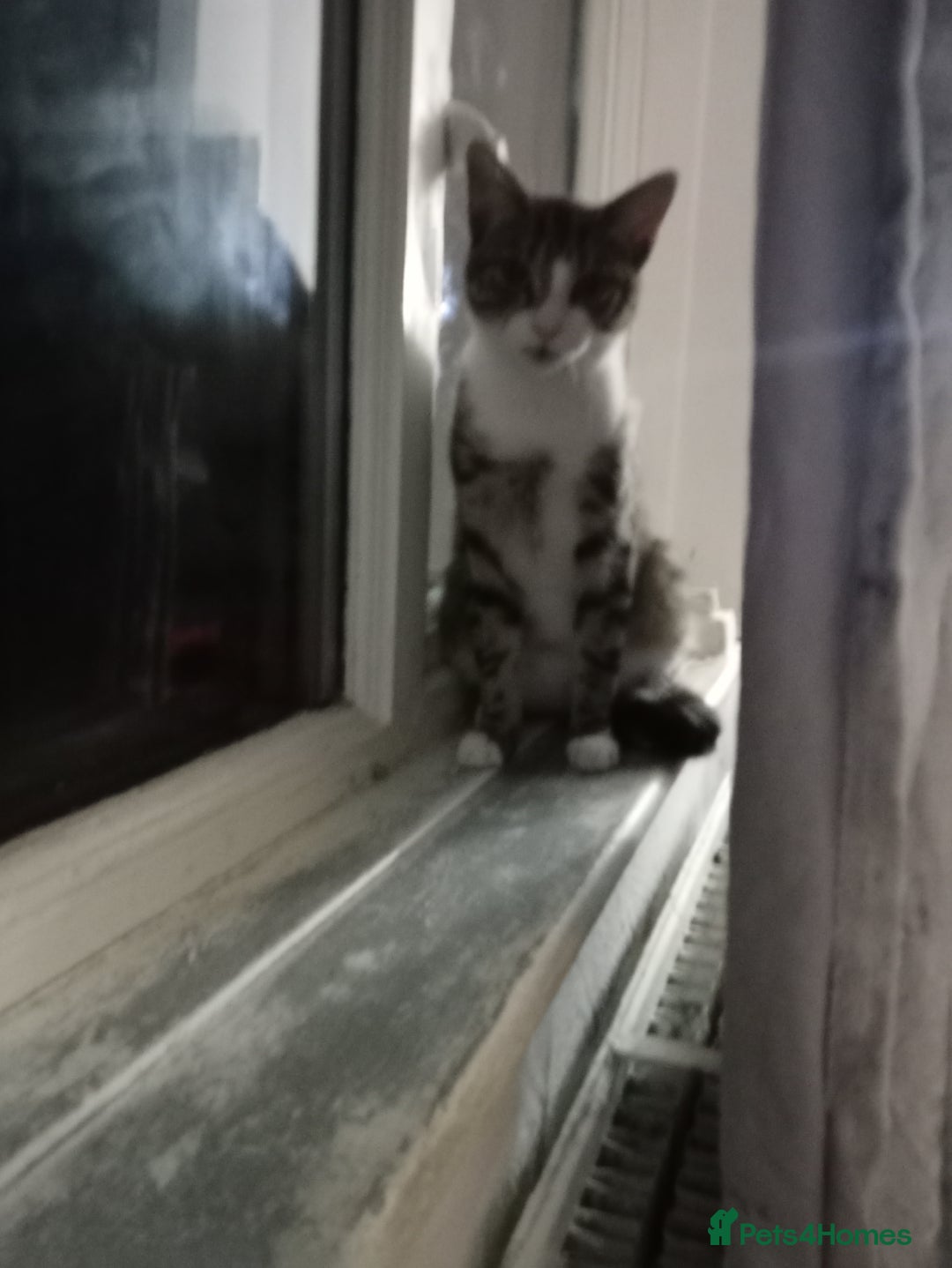 Mixed Breed cats for sale: Beautiful 1 year male looking for a forever home - Image 4