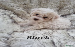Zuchon dogs for sale: Bichon Frise puppy for sale  - Image 17