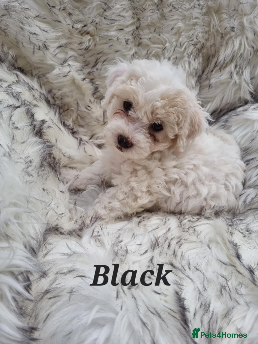 Zuchon dogs for sale: Bichon Frise puppy for sale  - Image 17