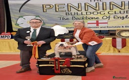 English Bulldog dogs for stud: Available for stud to approved bitches - Image 4