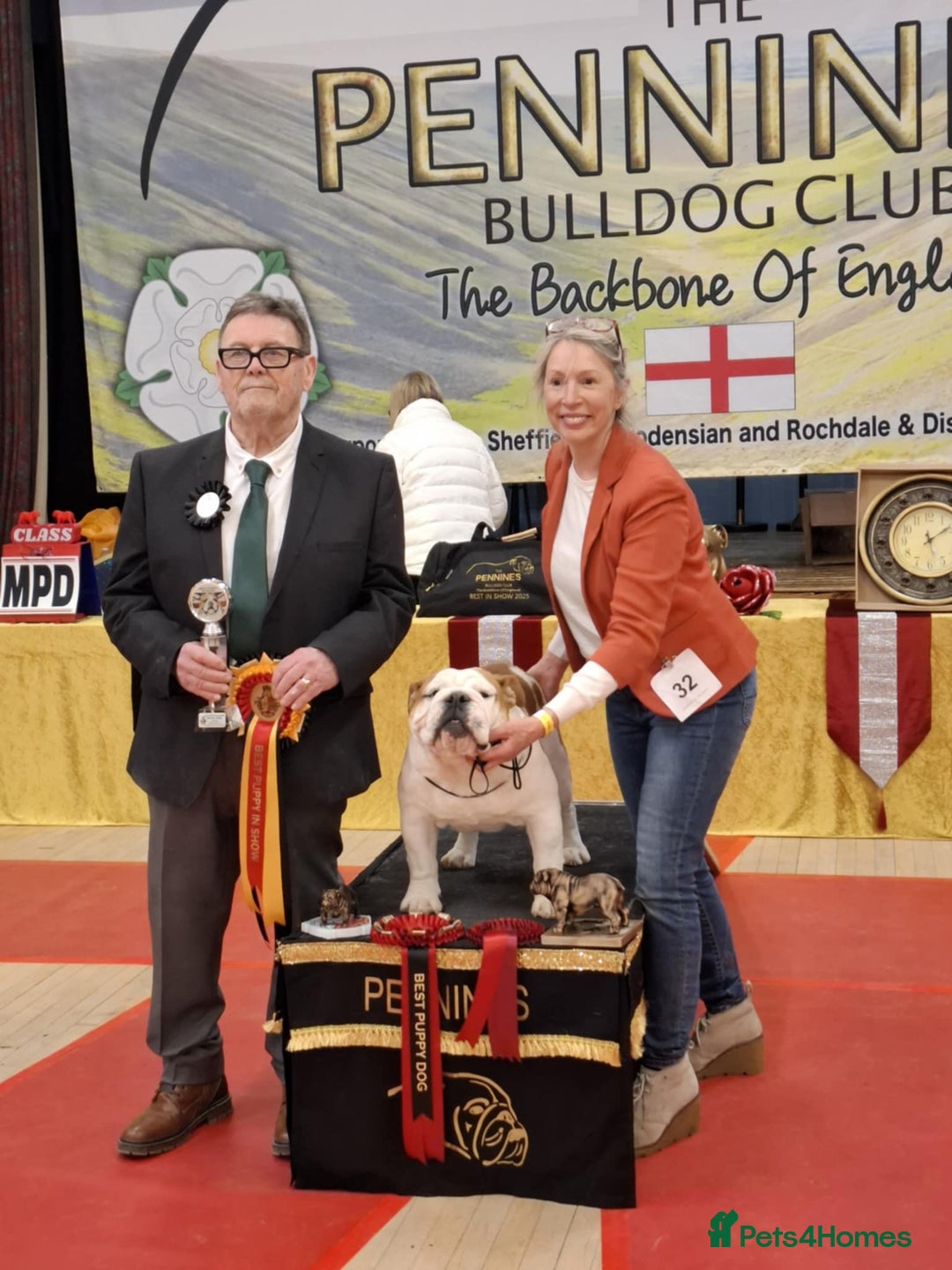 English Bulldog dogs for stud: Available for stud to approved bitches - Image 4