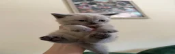 British Shorthair cats for sale: Beautiful British shorthair kittens  - Advert 9