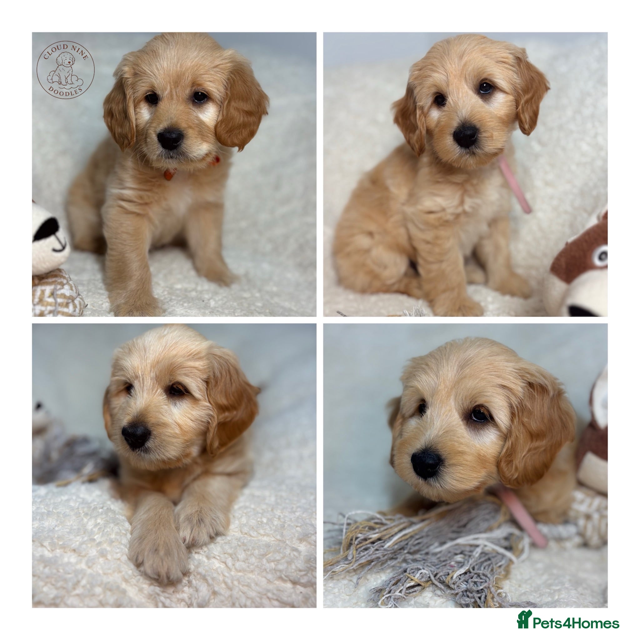 Australian Labradoodle dogs Multigen Australian Labradoodle x Goldendoodle - Advert 1