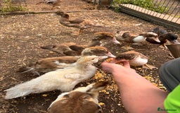 Ducks poultry for sale: Gorgeous and Muscovy ducklings - Image 4