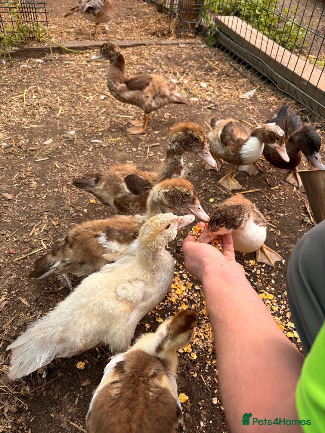 Ducks poultry for sale: Gorgeous and Muscovy ducklings - Image 4