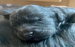 Cavapoo dogs for sale: Cavapoo - Image 10