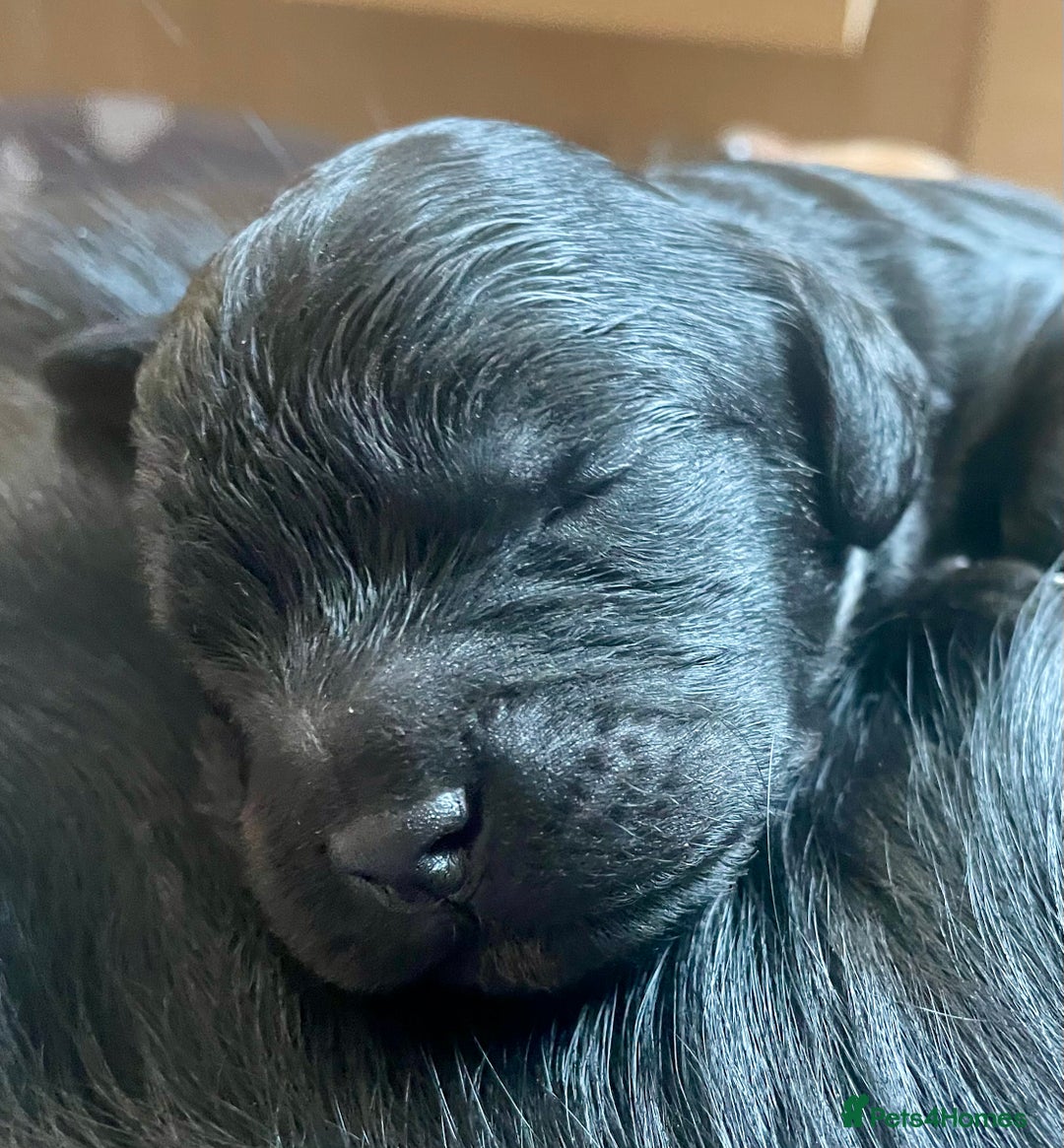 Cavapoo dogs for sale: Cavapoo - Image 10