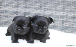 Mixed Breed dogs for sale: French bulldog X imperial shih tzu  - Image 31