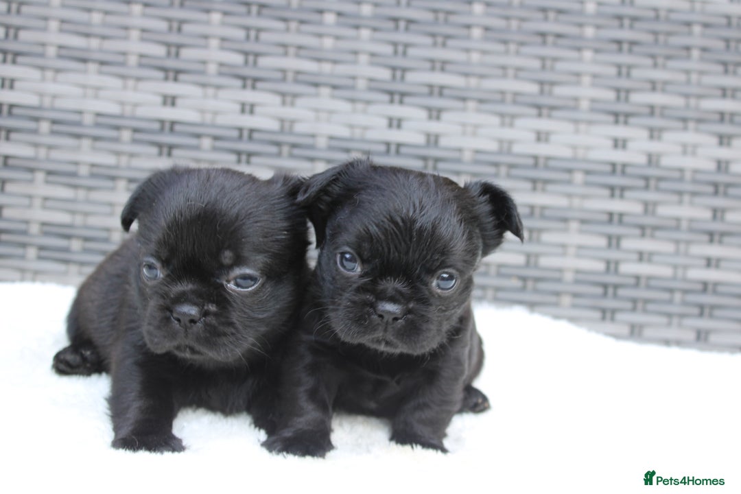 Mixed Breed dogs for sale: French bulldog X imperial shih tzu  - Image 31