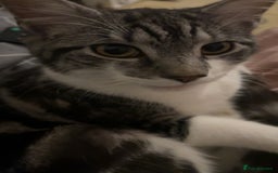 Mixed Breed cats for sale: 3 beautiful female part Maine coon kittens - Image 4
