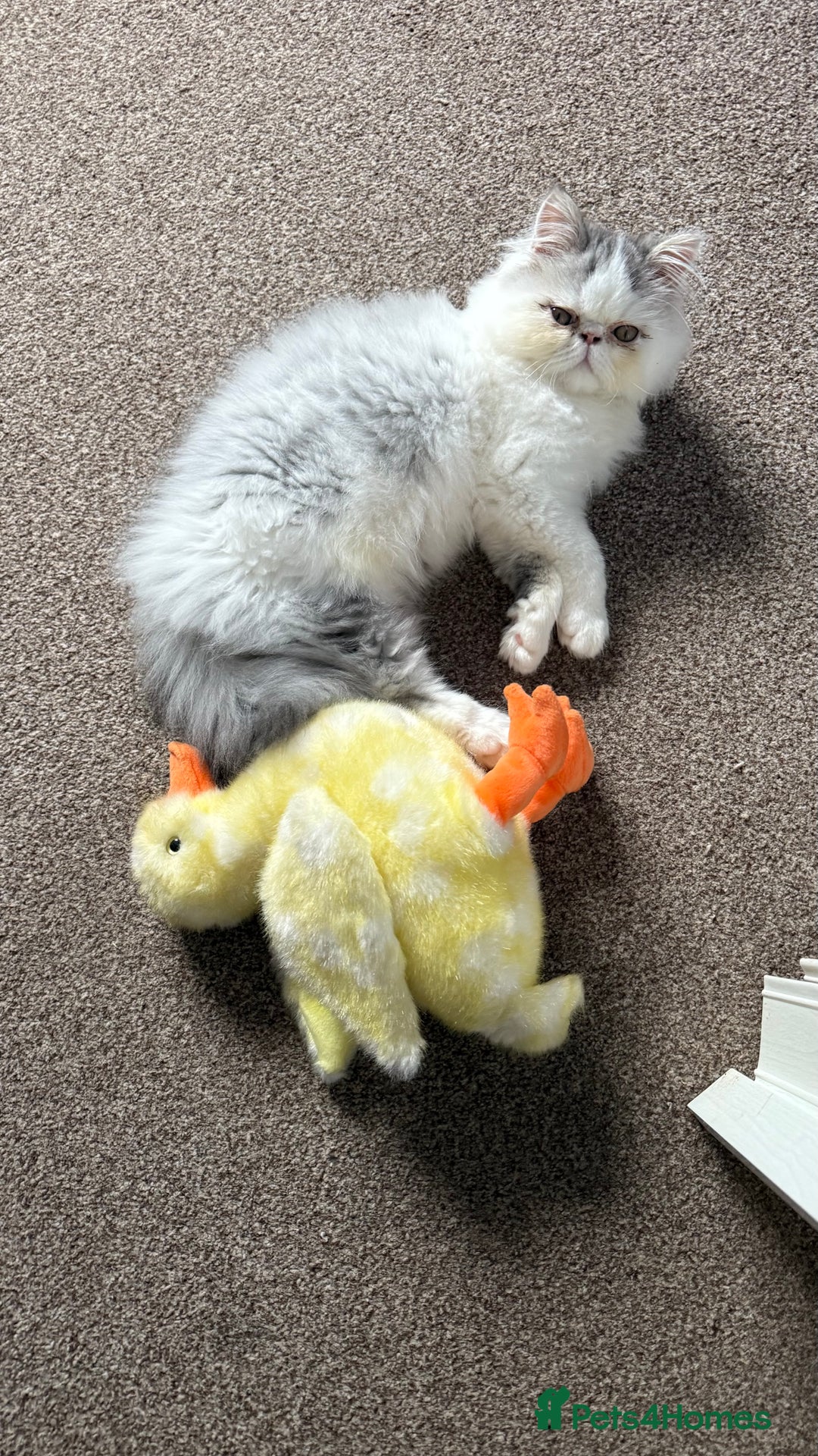 Persian cats for sale: Cuddly and friendly Persian boy kitten  - Advert 11