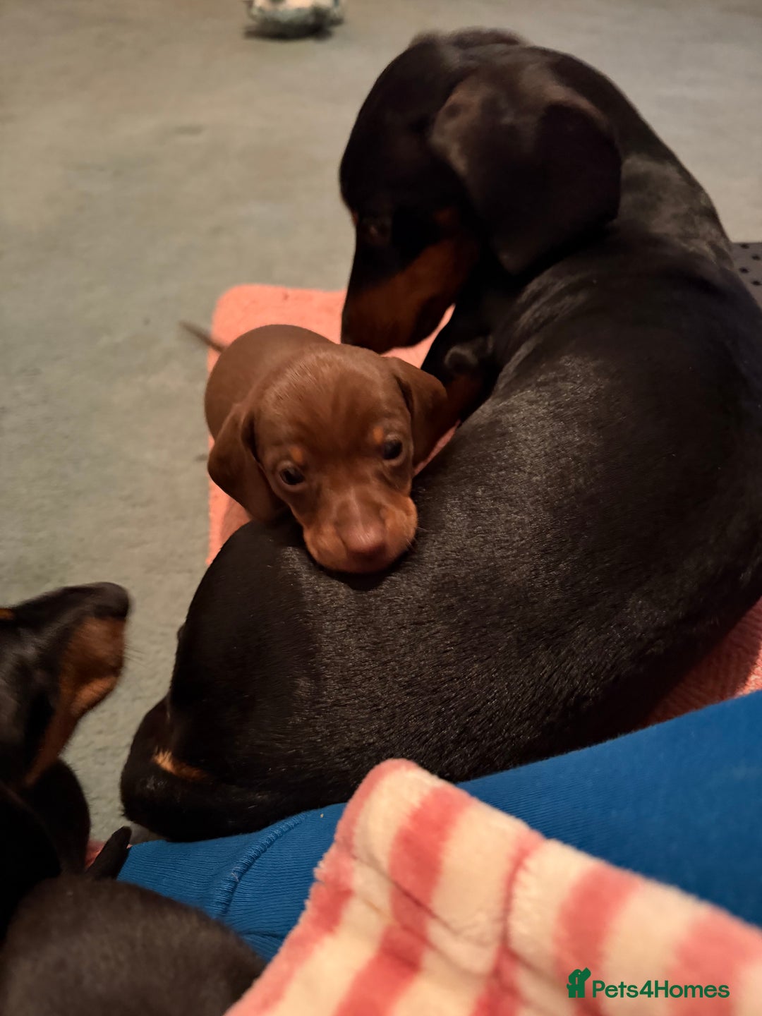 Miniature Dachshund dogs for sale: Beautiful miniatures for sale - ready 17th january - Advert 6