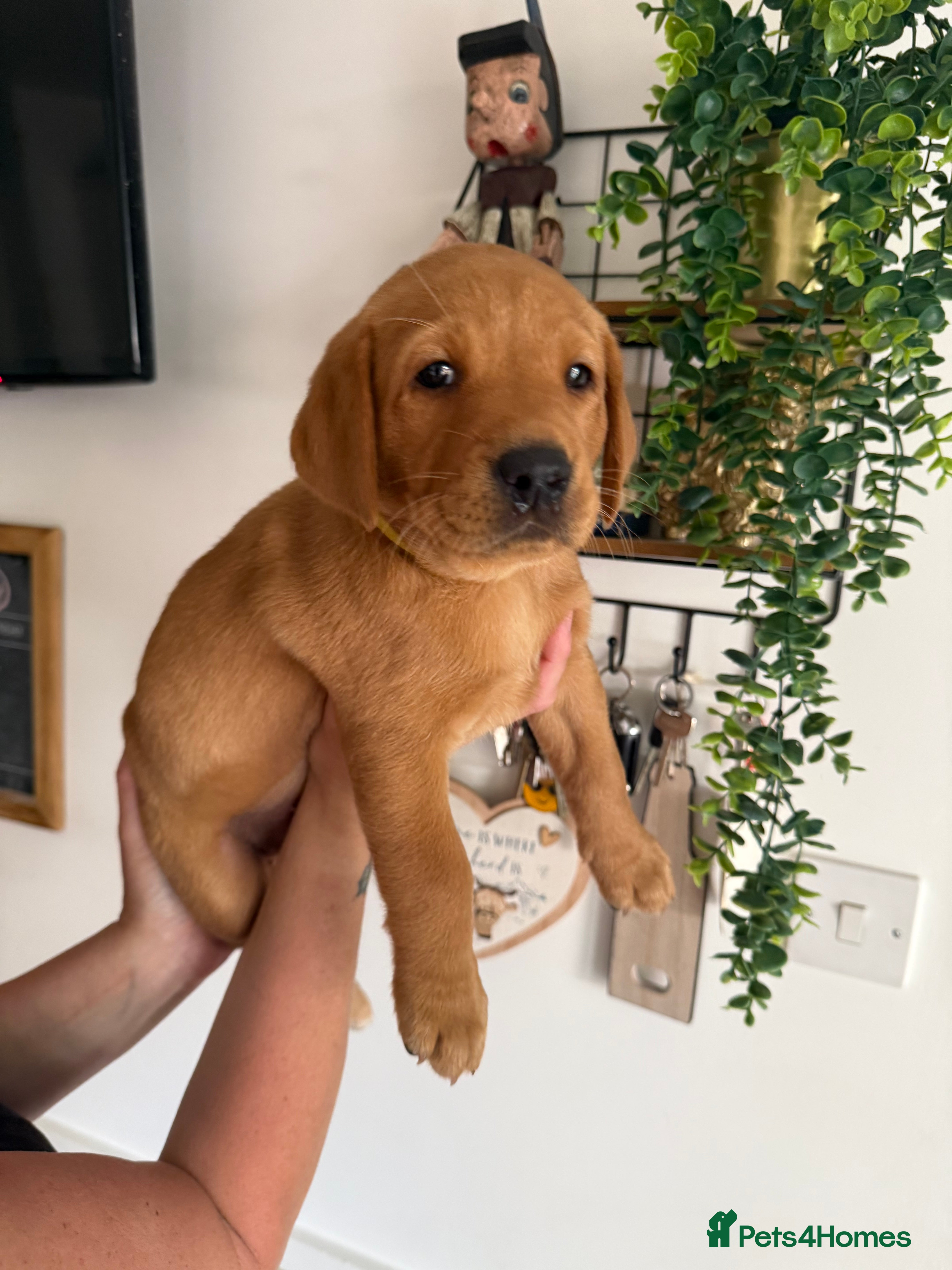 Labrador Retriever dogs Stunning Labrador Retriever Puppies  - Advert 2