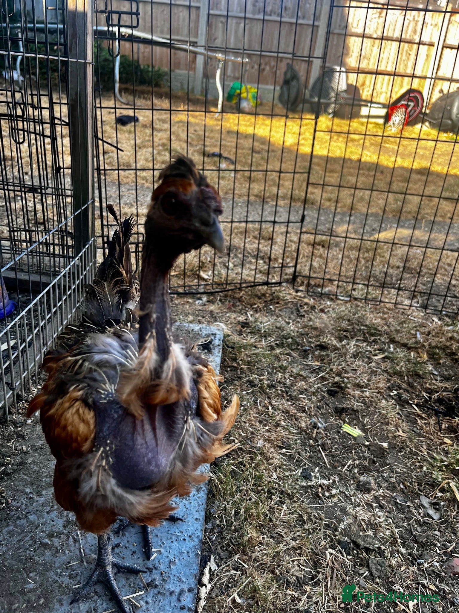 Chickens poultry Naked neck Easter egger hen - Advert 1