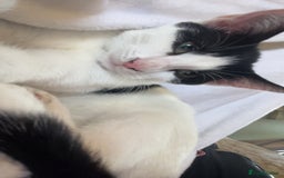 Mixed Breed cats for sale: 8 beautiful kittens  - Image 7
