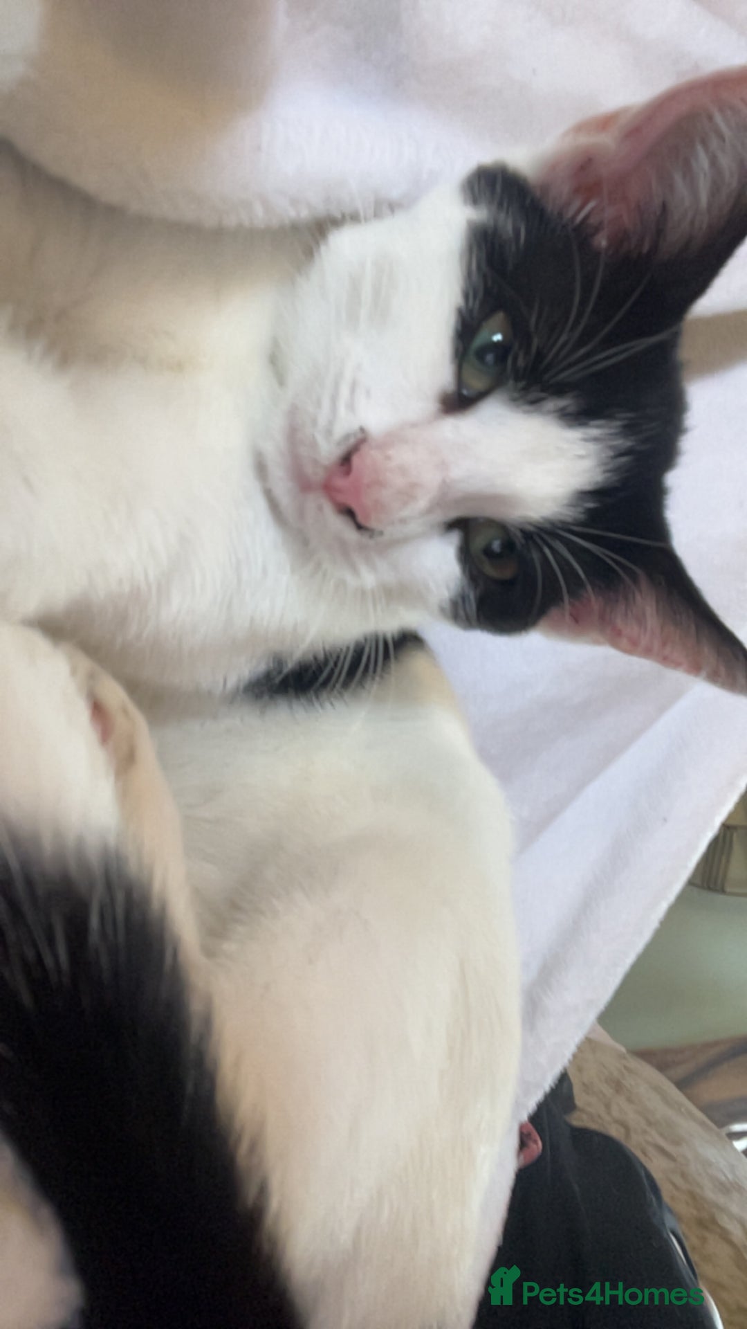 Mixed Breed cats for sale: 8 beautiful kittens  - Image 7