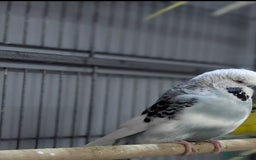 Budgerigars birds for sale: Lovely Group of Budgies  - Image 22