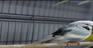 Budgerigars birds - Advert 13
