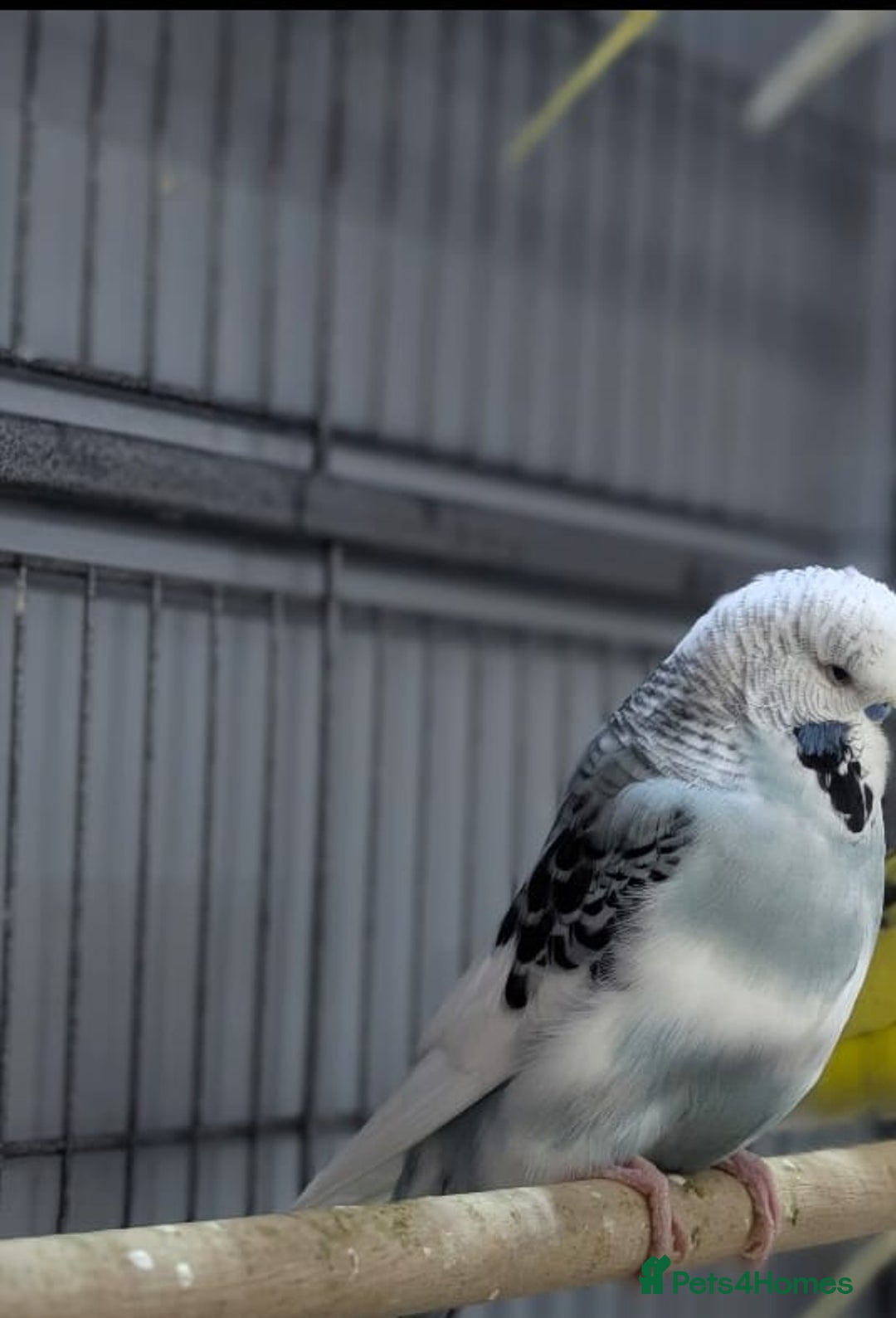 Budgerigars birds for sale: Lovely Group of Budgies  - Image 22