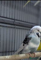 Budgerigars birds - Advert 2