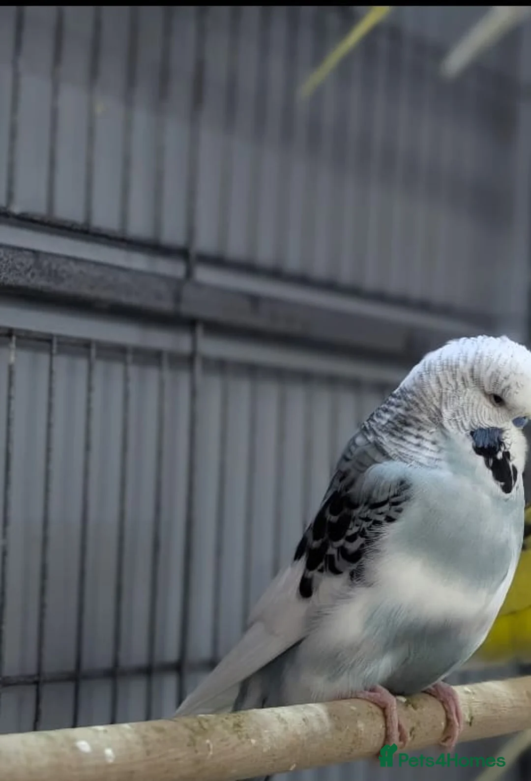 Budgerigars birds for sale: Lovely Group of Budgies  - Advert 22
