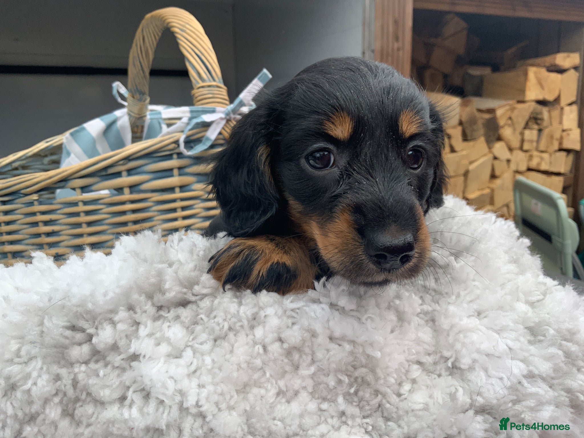 Miniature Dachshund dogs for sale: Miniature Dachshund Puppies 🐶  - Advert 12