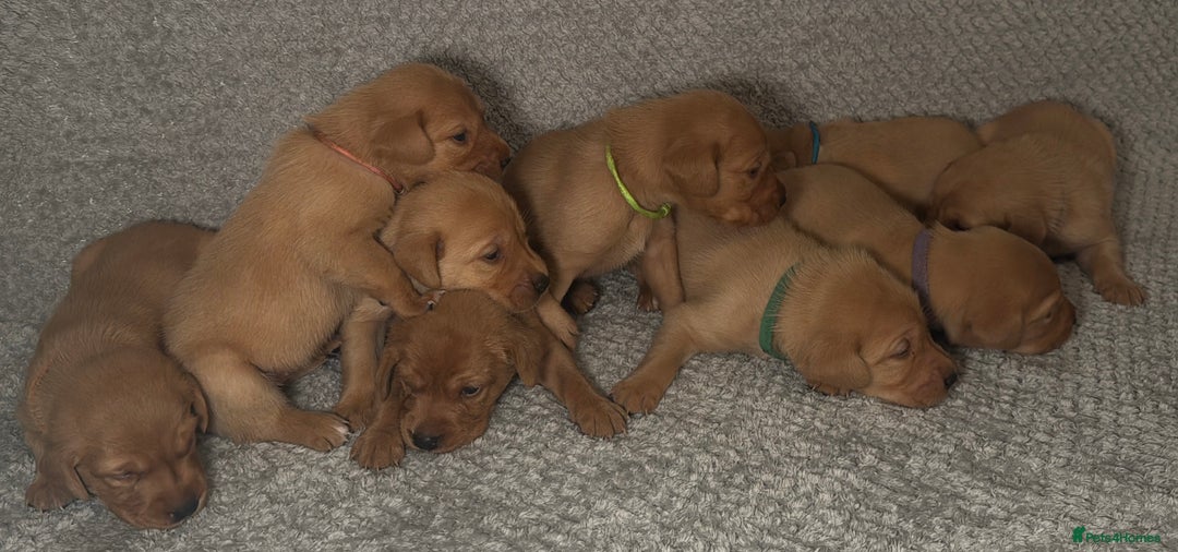 Labrador Retriever dogs for sale: Labrador Retriever Puppies - Raised in Family Home - Advert 18