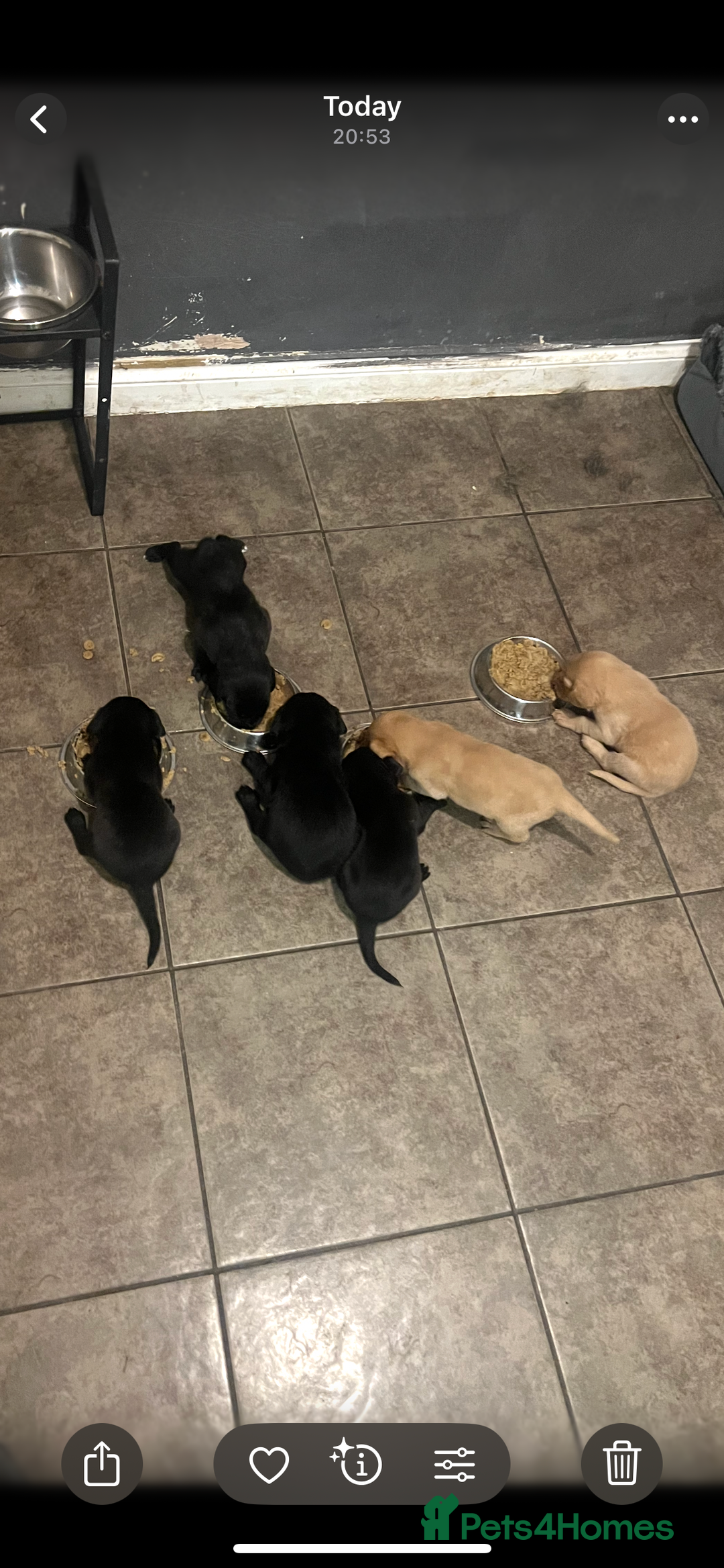 Labrador Retriever dogs for sale: Gorgeous Labrador puppies.  - Image 16