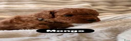 Cavapoo dogs for sale: 5 Deep Red Cavapoos - Advert 7