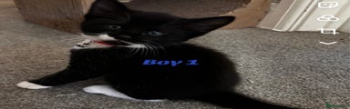 Kitten 1