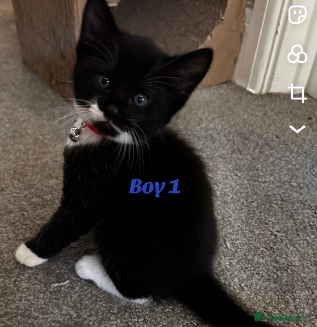 Ragdoll cats for sale: Ragdoll/British shorthair - Advert 2