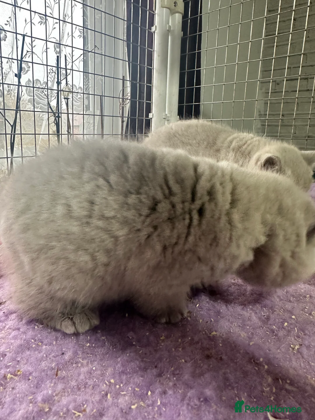 British Shorthair cats for sale: Top pedigree British shorthair chunky kittens  - Advert 6