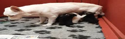 German Shepherd dogs for sale: Stunning KC reg German Shepherd pups - Advert 2