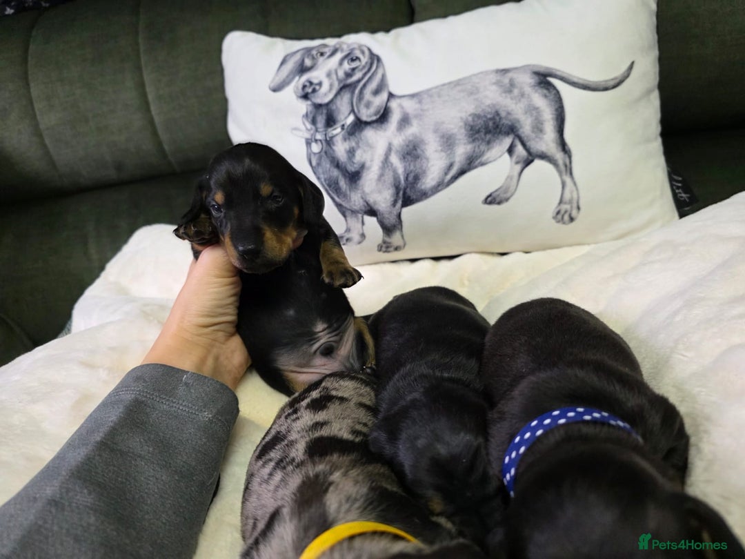Dachshund dogs for sale: 4 Kc registred standard dachshund puppies  - Advert 6