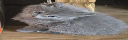 Persian cats for sale: Gorgeous Persian x Kittens Ready now  - Advert 5