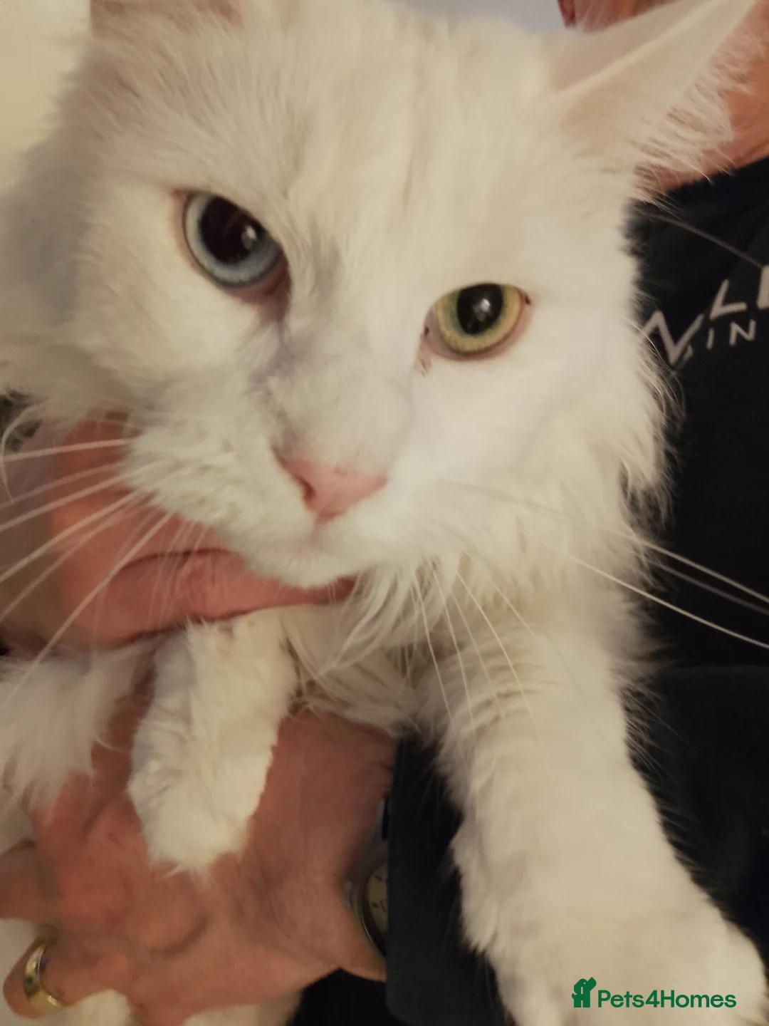 Maine Coon cats for sale: 4 adult Maine coons  - Advert 1