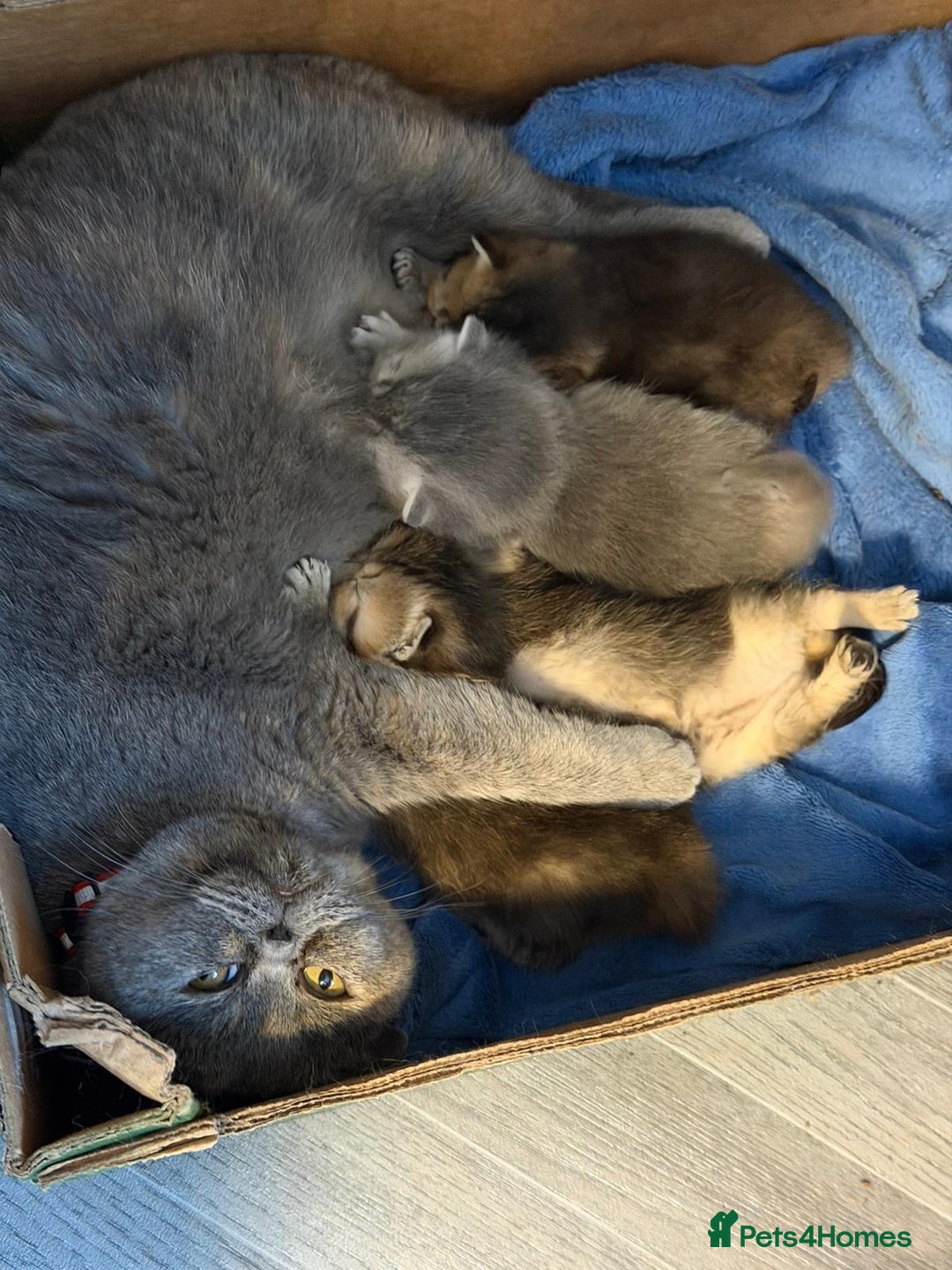 British Shorthair cats for sale: ⭐️Stunning BSH kittens GCCF registered ⭐️ - Advert 22