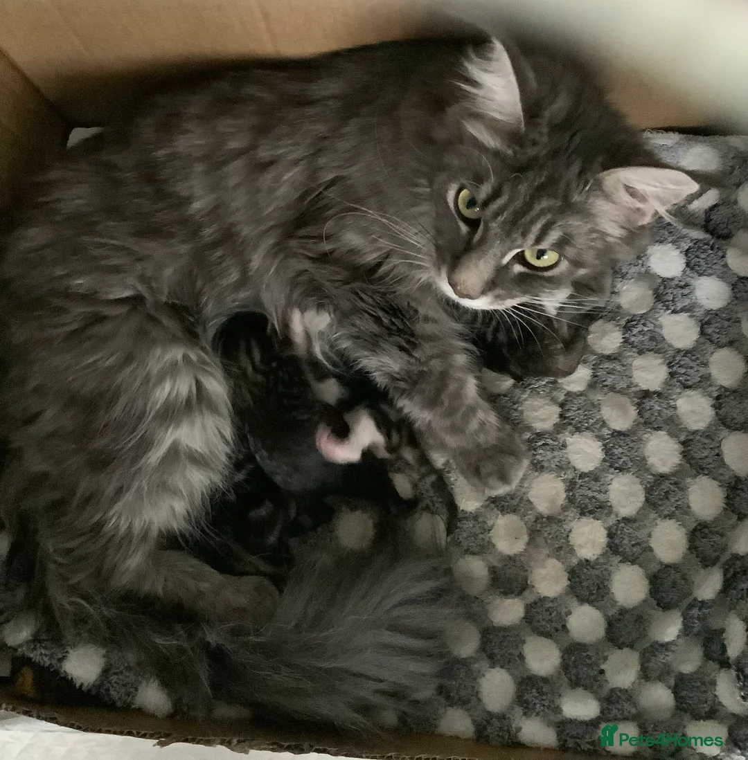 Maine Coon cats for sale: Mainecoon Cross  - Advert 9