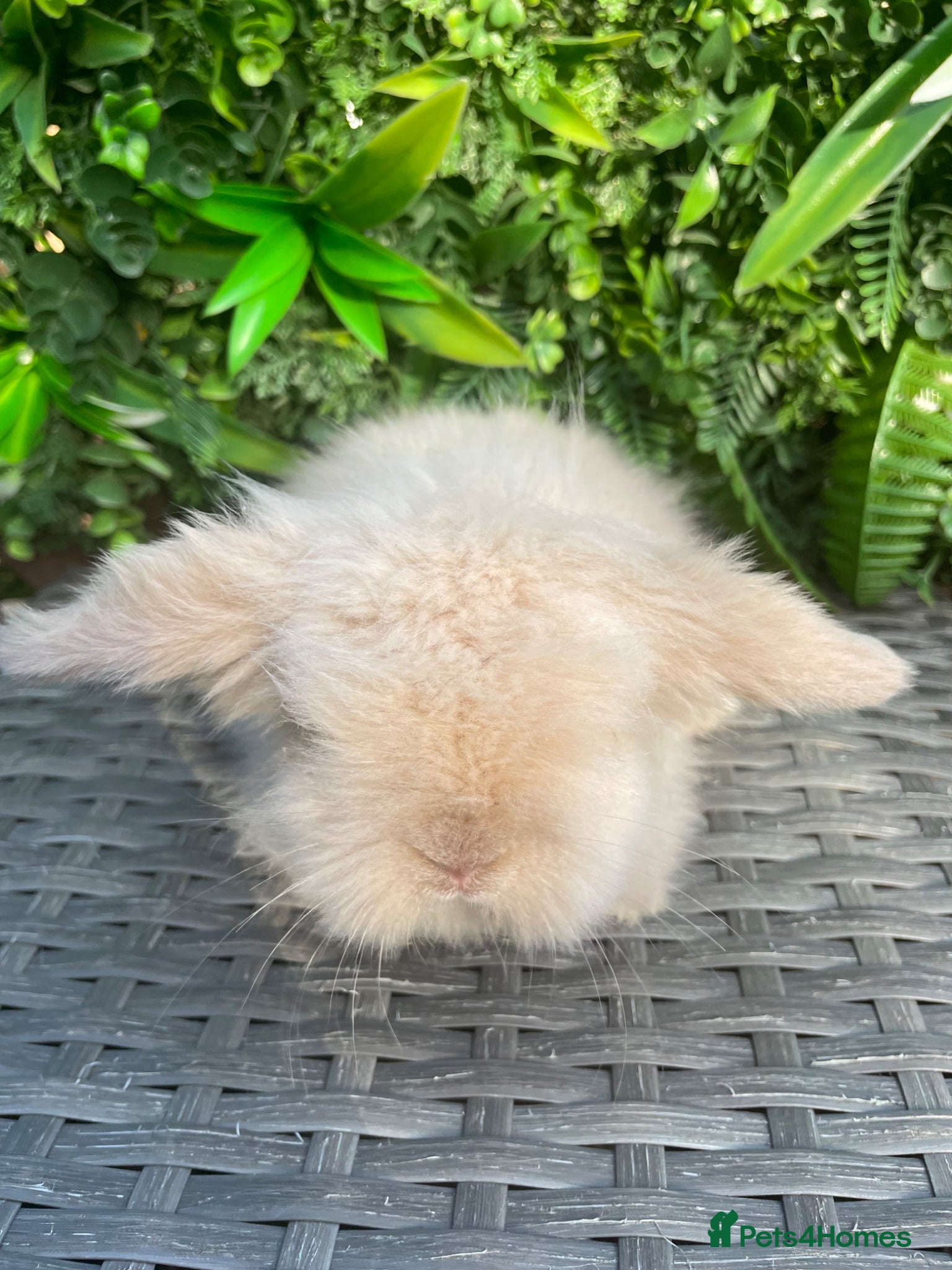 Mixed Breed rabbits 🐰✨lionhead x mini lop baby buns✨🐰 - Advert 11