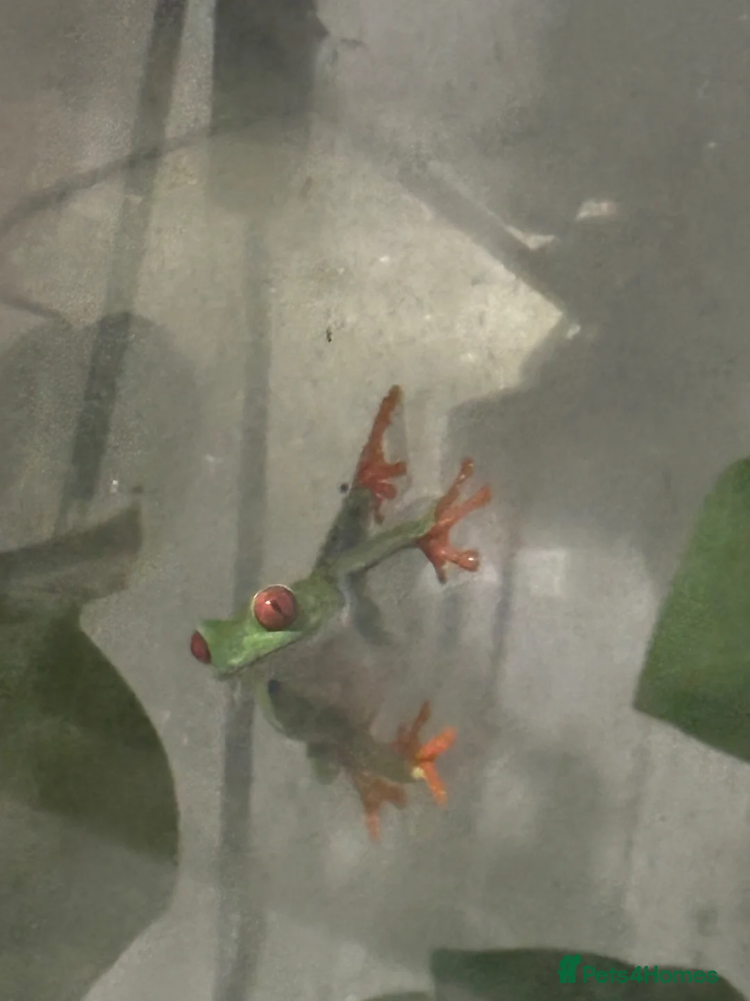 Frog reptiles for sale: Red Eyed Tree Frog Breeding Pairs - Advert 1