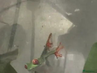 Frog reptiles Red Eyed Tree Frog Breeding Pairs - Advert 1