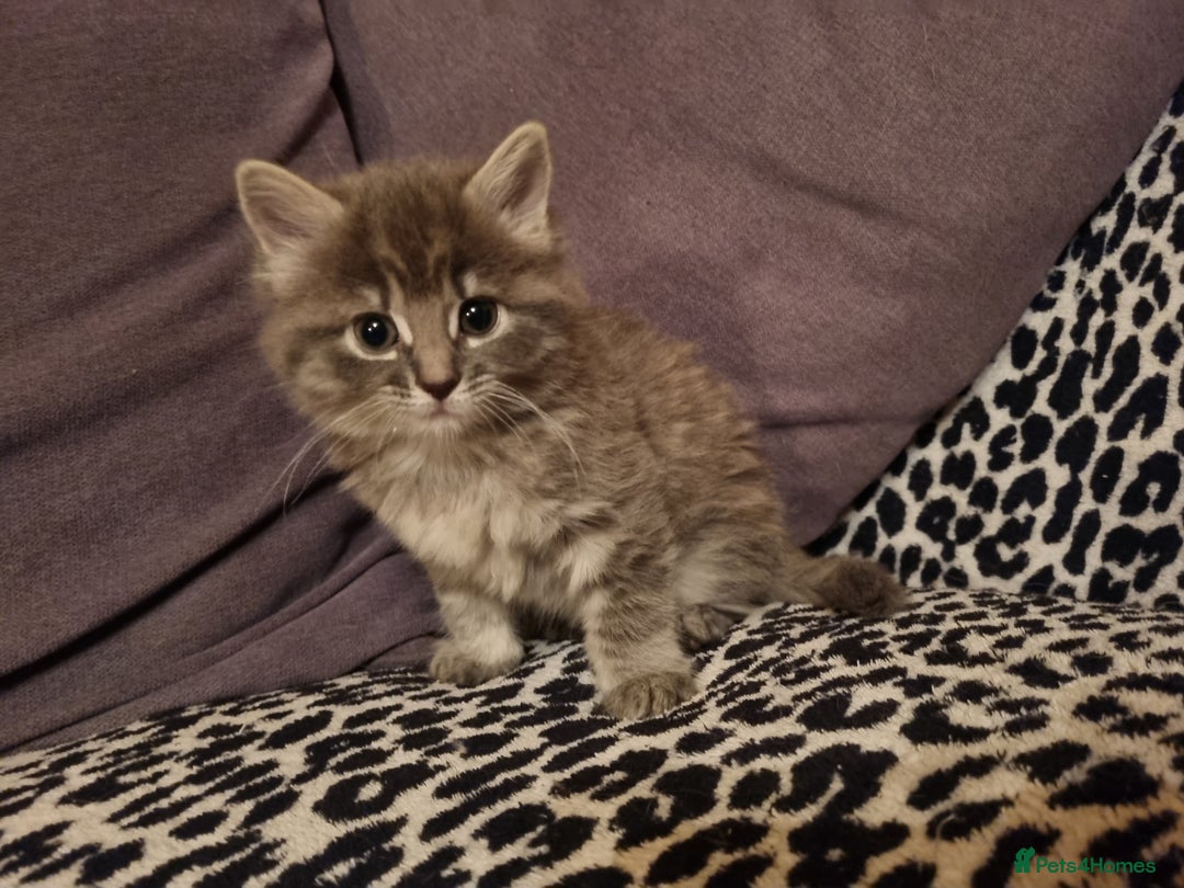 Mixed Breed cats for sale: Ghost tabby cats  - Advert 4