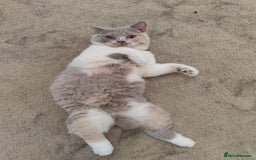 British Shorthair cats for sale: READY NOW Beautiful British Shorthair Kittens - Image 14