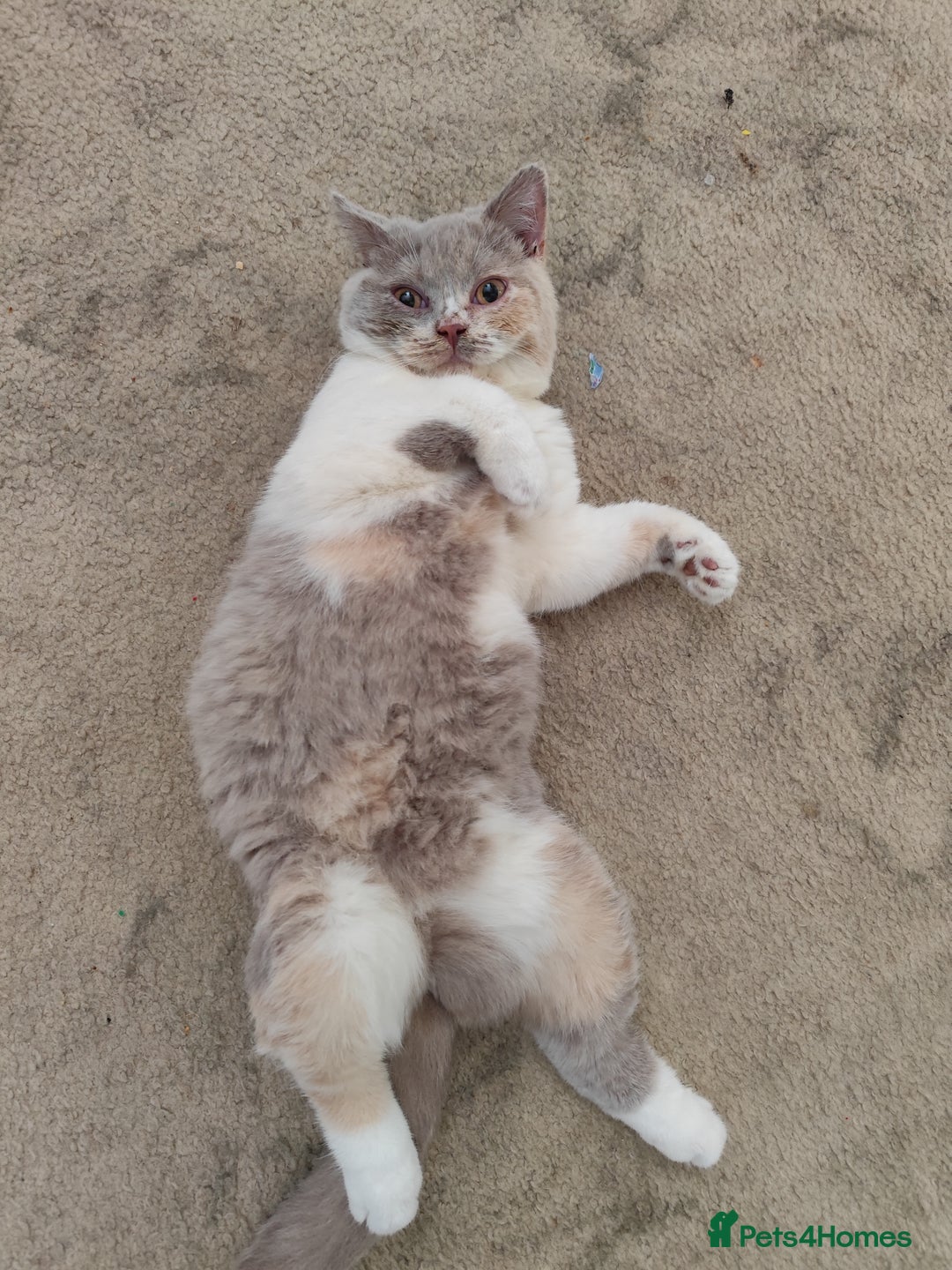 British Shorthair cats for sale: READY NOW Beautiful British Shorthair Kittens - Image 14