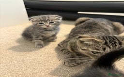 Scottish Fold cats for sale: Beautiful Scottish food for sale  - Image 9