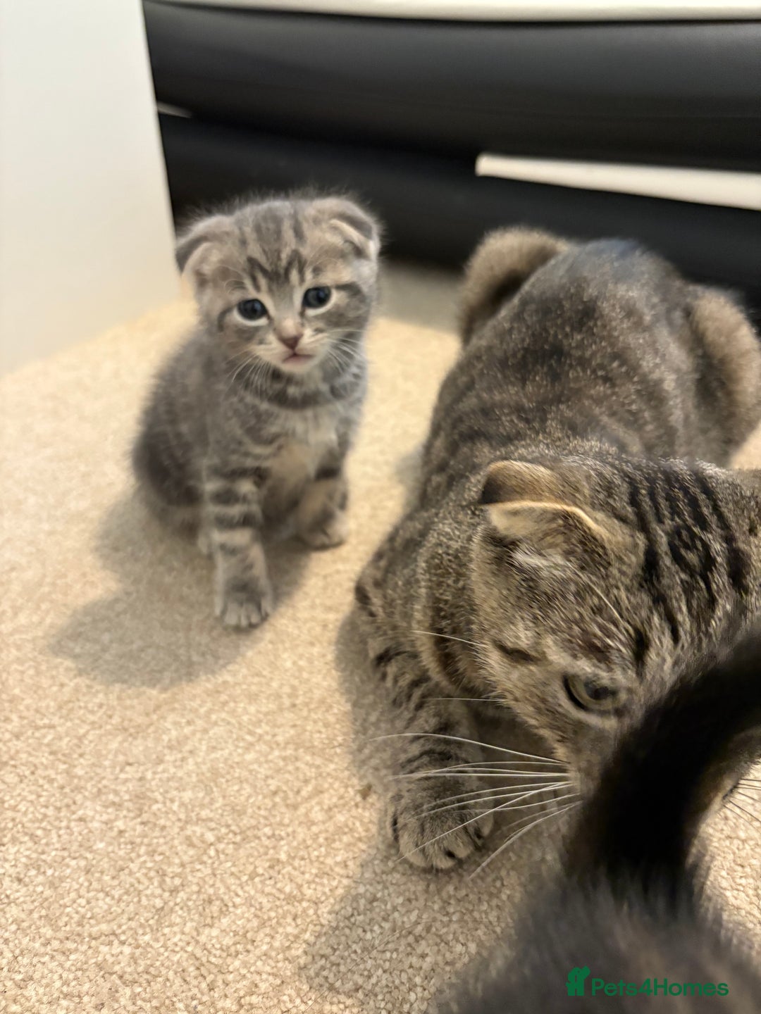 Scottish Fold cats for sale: Beautiful Scottish food for sale  - Image 9