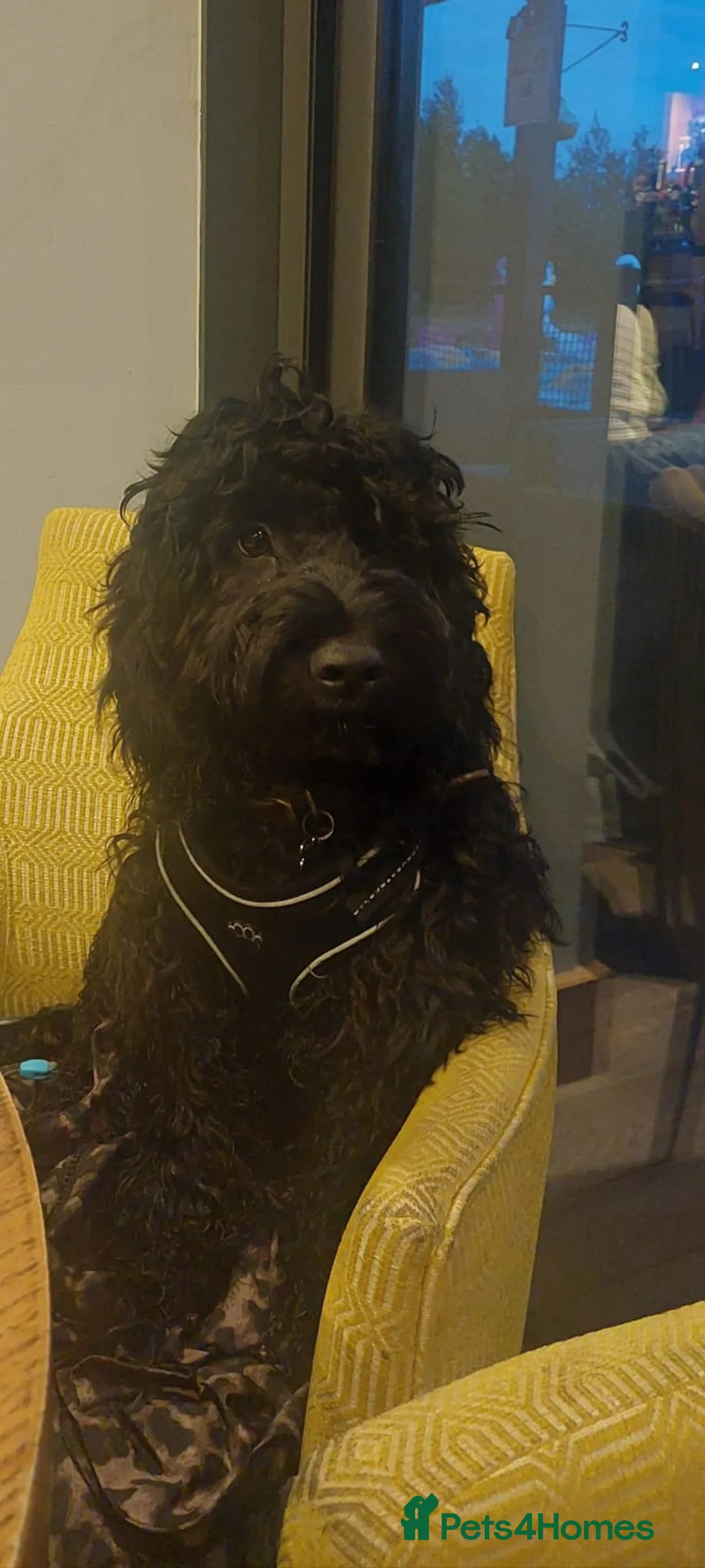 Sprocker dogs for sale: Sprockapoo - Advert 2