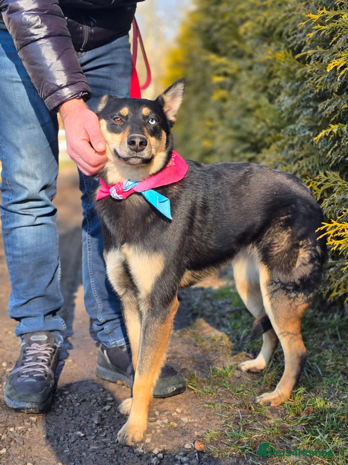 Mixed Breed dogs ❤️🐶 CHLOE – THE DOG FOSTERS FALL IN LOVE WITH - Advert 1