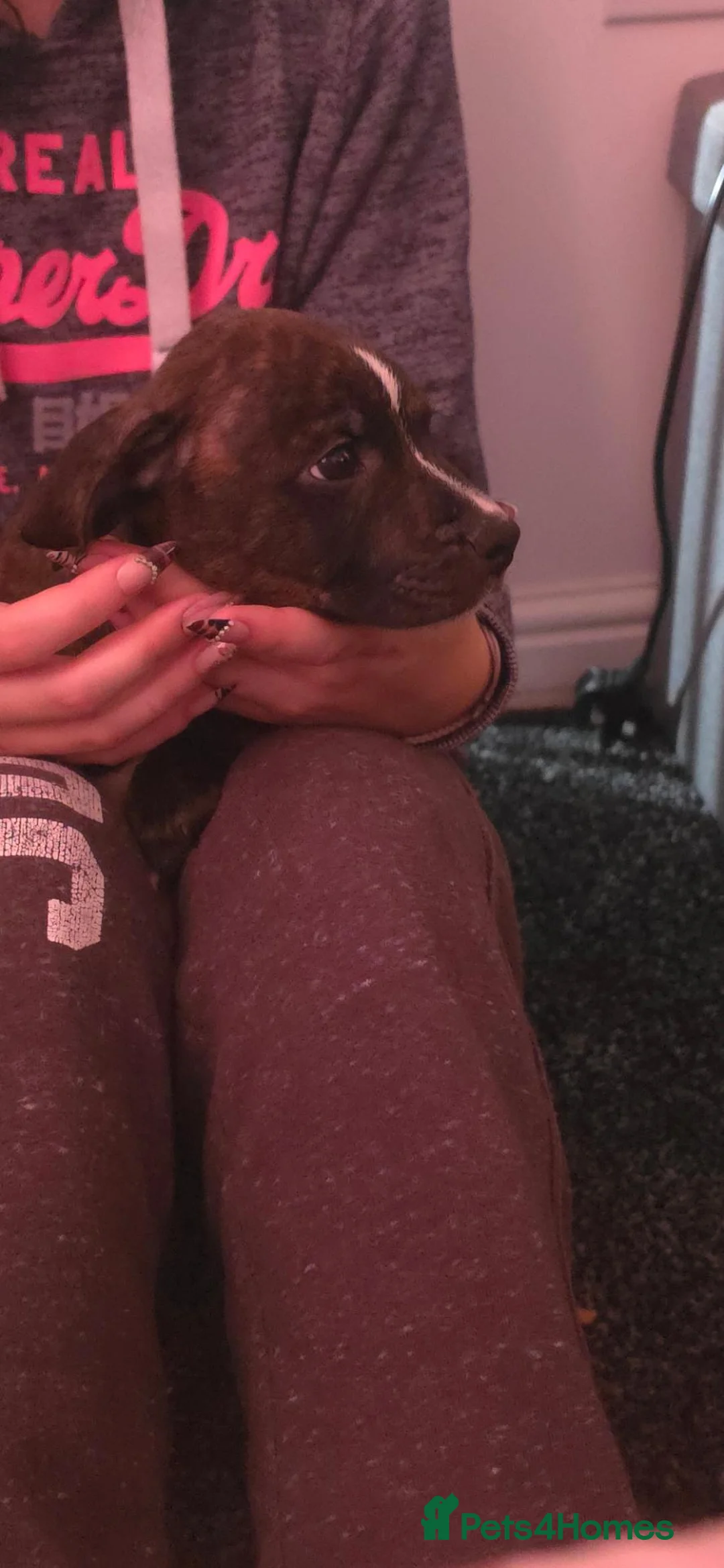 Staffordshire Bull Terrier dogs for sale: 1 male staffy puppy left in Knaresborough - Advert 5