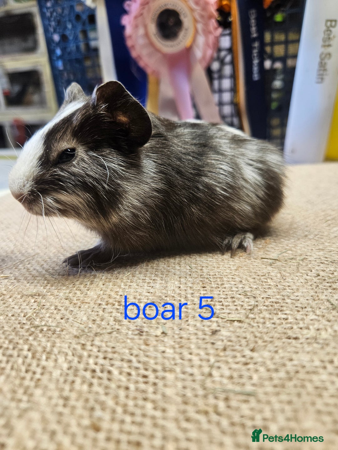 Guinea Pig rodents for sale: Beautiful rare swiss and smooth boys and girls - Image 7